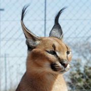 WildCat